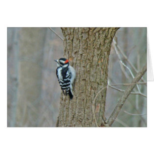 Cartão Downy Woodpecker Items