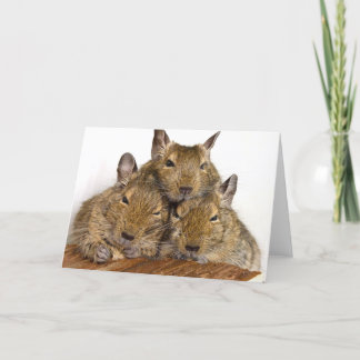 Cartão Dozing Degu Trio