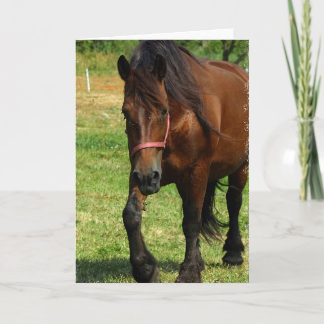Cartão Draft Horse Greeting Card (Frente)