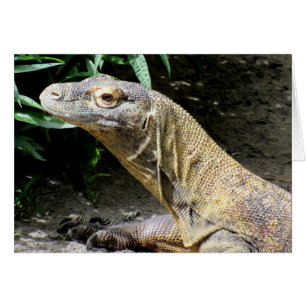 Cartão Dragão de Komodo (0804)