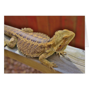 Cartão Dragão farpado de descanso 2