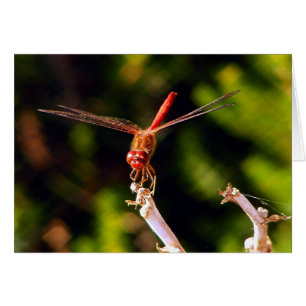 Cartão Dragão vermelho