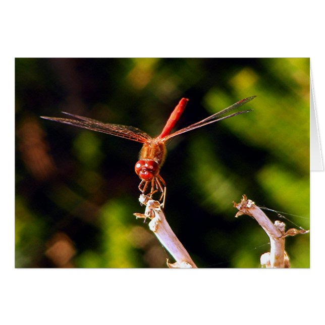 Cartão Dragão Vermelho (Frente horizontal)