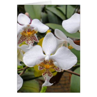 Cartão Dragões Brancos