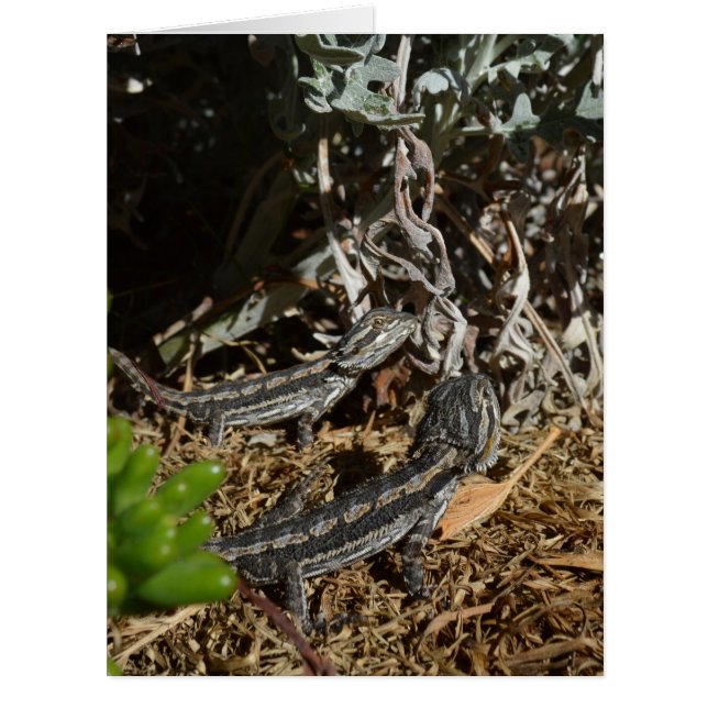 Cartão Dragões De Bebê, (Frente)