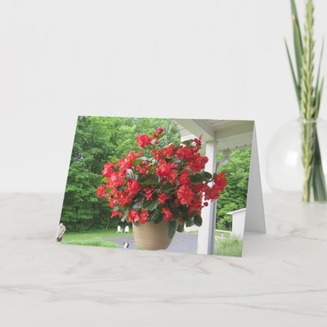 Cartão Dragon Wing Begonia (Frente)