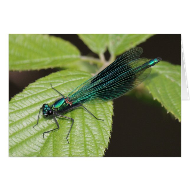 Cartão Dragonfly (Frente Horizontal)