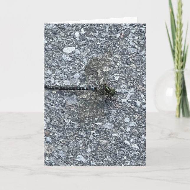 Cartão Dragonfly (Frente)