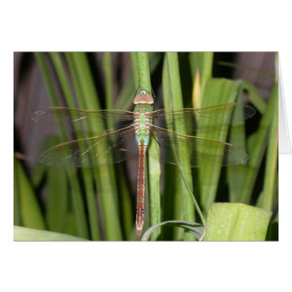 Cartão Dragonfly