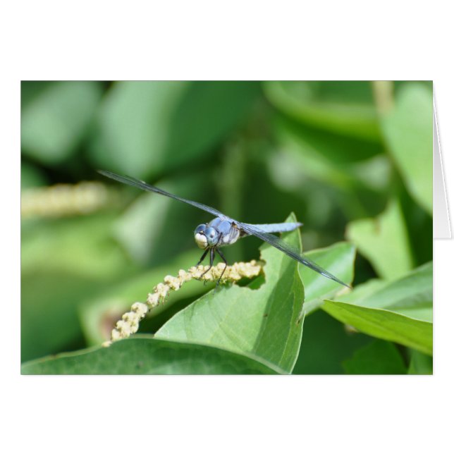 Cartão Dragonfly Azul (Frente Horizontal)