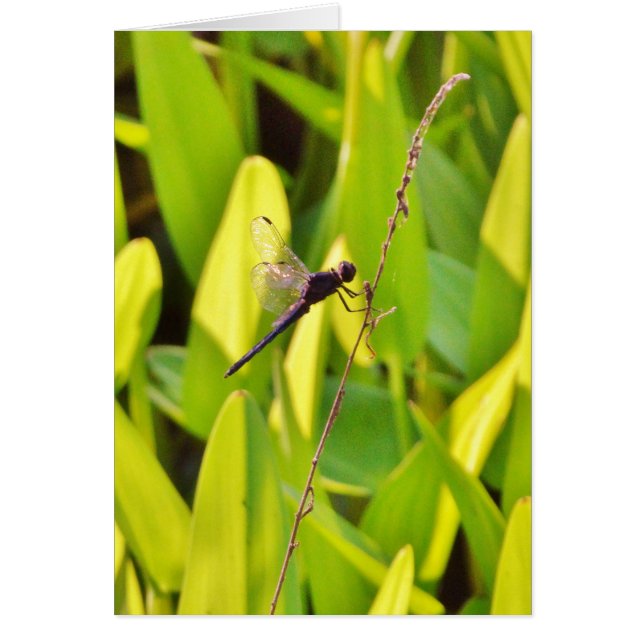 Cartão Dragonfly Blue e preto na grama. (Frente)