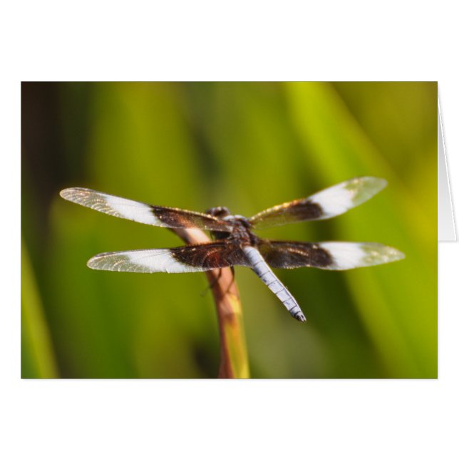 Cartão Dragonfly com WIngs Sparkly (Frente Horizontal)