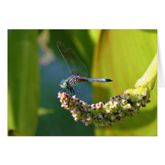 Cartão Dragonfly de olhos lacrimejados (Frente Horizontal)
