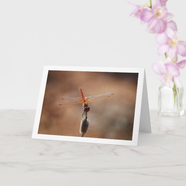 Cartão Dragonfly Dropwing de asa laranja (Orquídea)