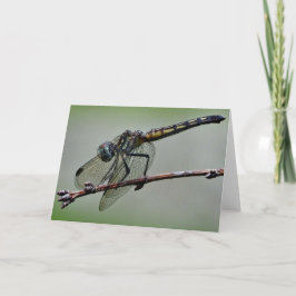 Cartão Dragonfly Greeting Card, Blank Inside