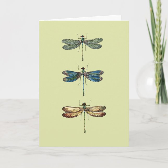Cartão Dragonfly Illustrations (Frente)