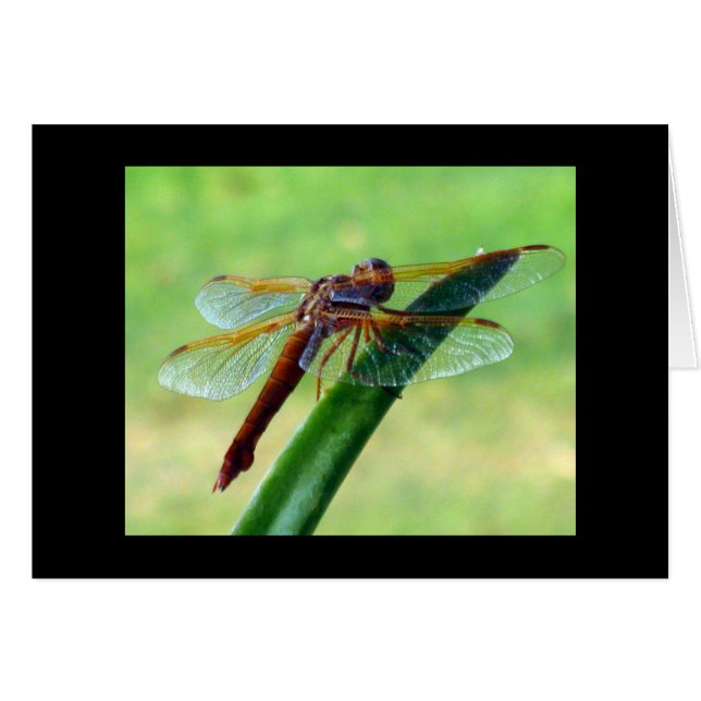 Cartão Dragonfly na Aloe Greeting Card (Frente Horizontal)