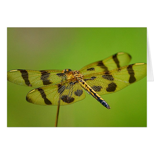 Cartão Dragonfly Notecard (Frente horizontal)