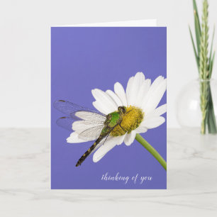 Cartão dragonfly on white daisy