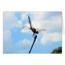 Cartão Dragonfly ~ Prepare para descolagem