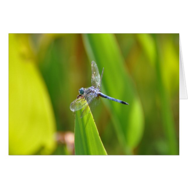 Cartão Dragonfly Sparkly (Frente Horizontal)