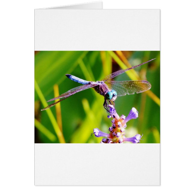 Cartão Dragonfly Teal & Purple (Frente)