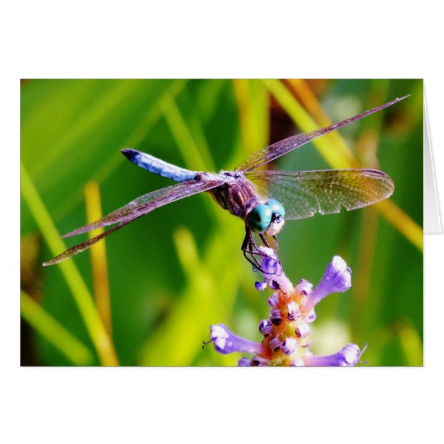 Cartão Dragonfly Teal & Purple (Frente Horizontal)