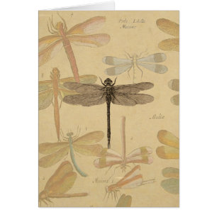 Cartão Dragonfly Vintage Desenho Clássico Antiquado