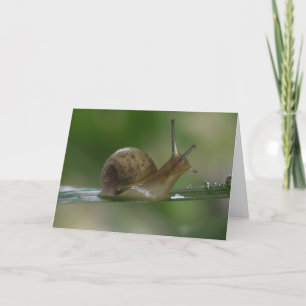 Cartão Drat!  Tarde De Novo.