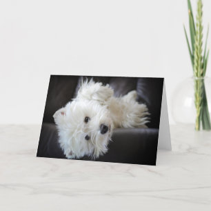 Cartão Dreamer the pesky westie greeting card