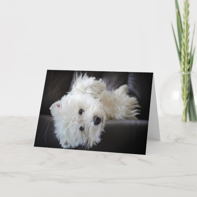 Cartão Dreamer the pesky westie greeting card (Frente)