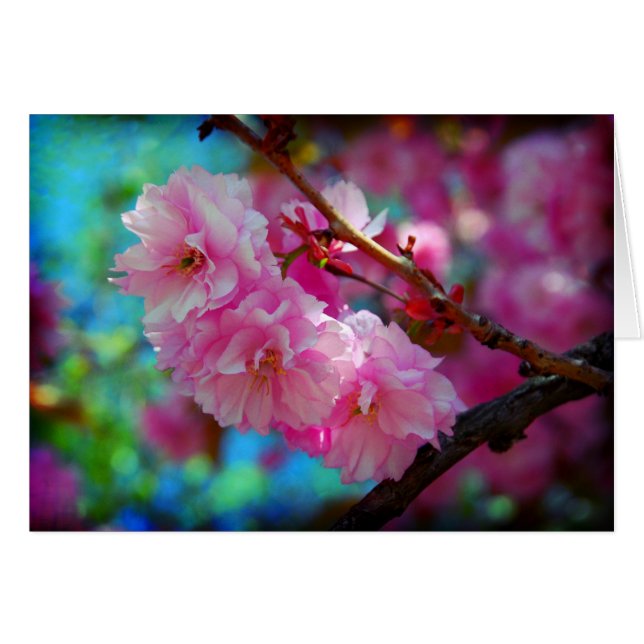 Cartão Dreamland (Frente Horizontal)