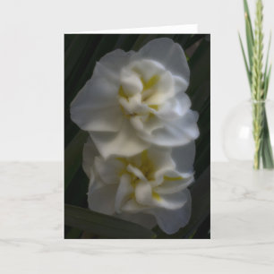 Cartão Dreamy Narcissus Daffodils