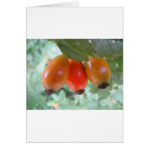 Cartão Drei orange Hagebutten