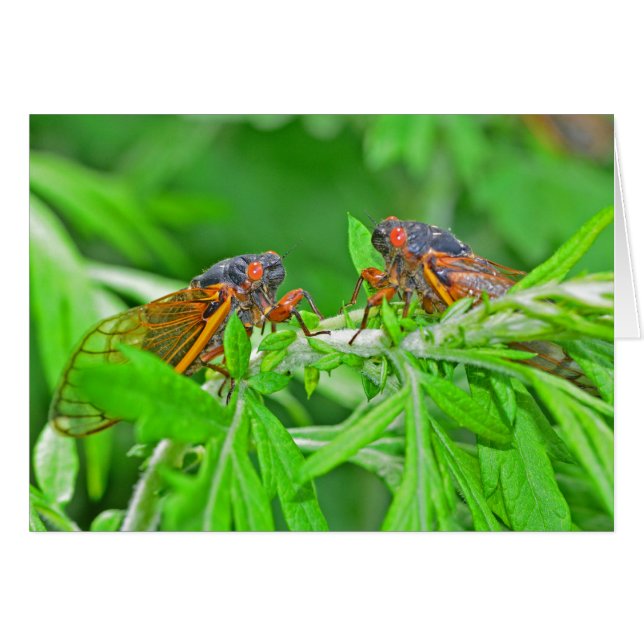 Cartão DSC_3480ps.jpg (Frente Horizontal)