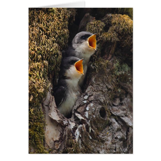 Cartão Duas andorinhas de árvore (Frente)