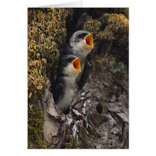 Cartão Duas andorinhas de árvore do bebê