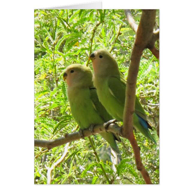 Cartão Duas Arizonas (Frente)