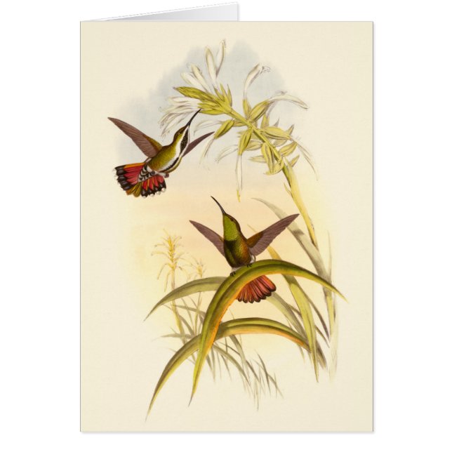 Cartão Duas Aves Hummingbird Coloridas Projetando para a  (Frente)