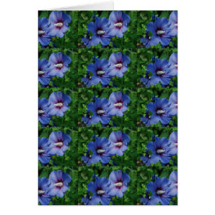 Cartão Duas Flores Azuis de Hibisco na Planta