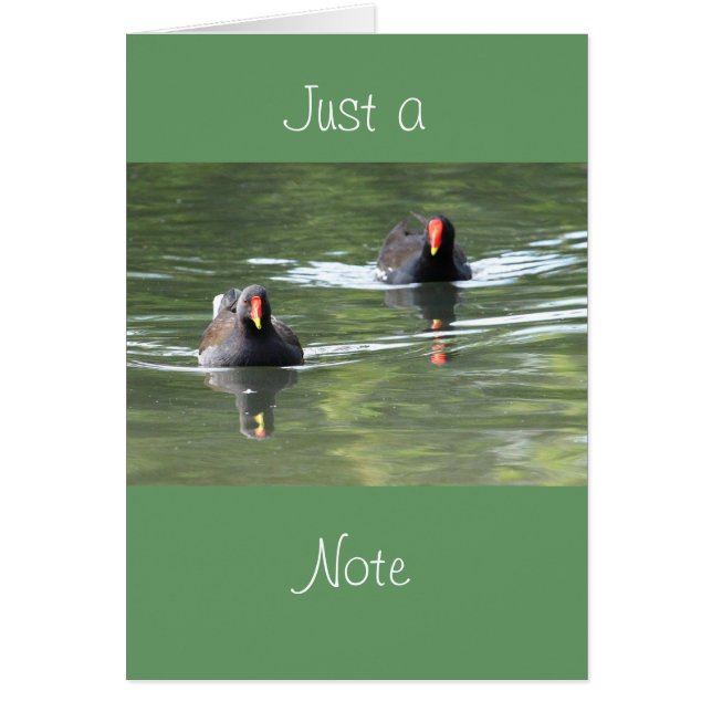 Cartão Duas galinhas-d'água (Frente)