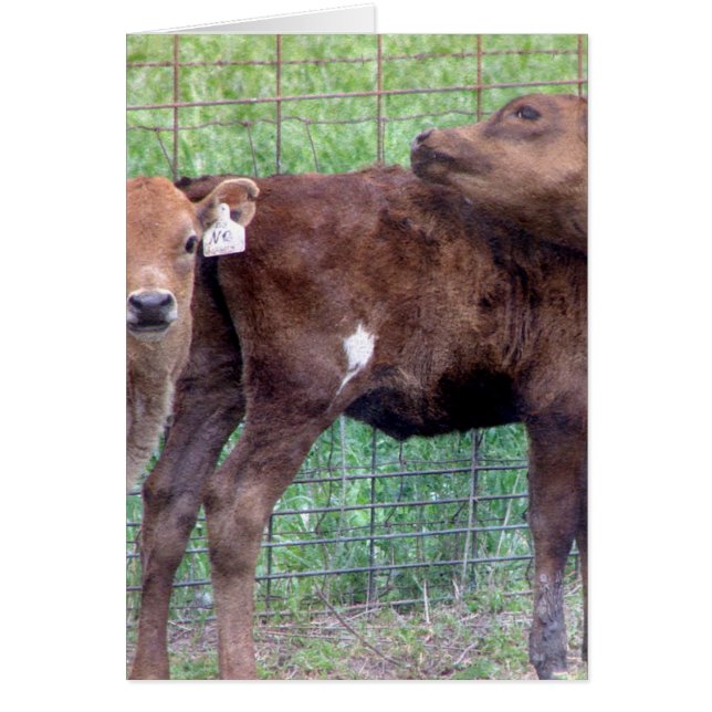 Cartão Duas Pequenas Heifers (Frente)