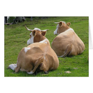 Cartão Duas Vacas Em Descanso