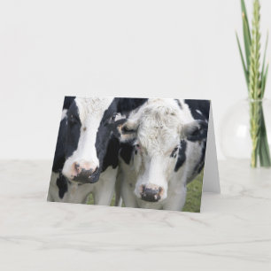 Cartão Duas vacas olham para cima para cumprimentar.