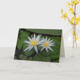 Cartão Duas Waterlílias Brancas