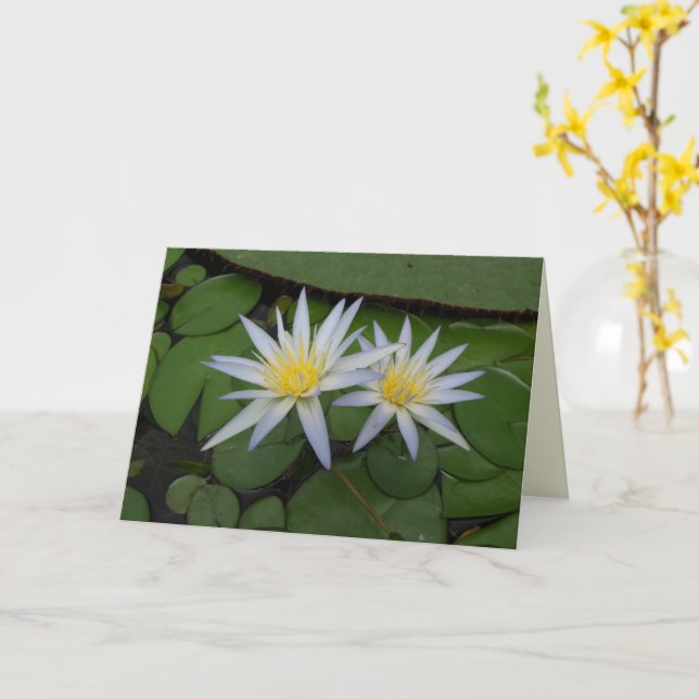 Cartão Duas Waterlílias Brancas (Flor Amarela)
