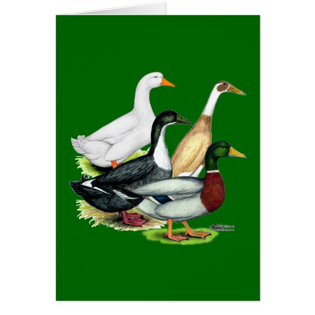 Cartão Duck Quartet (Frente)