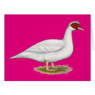 Cartão Duck White Muscovy