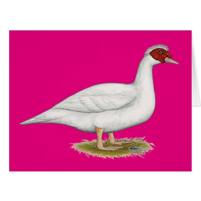 Cartão Duck White Muscovy (Frente horizontal)