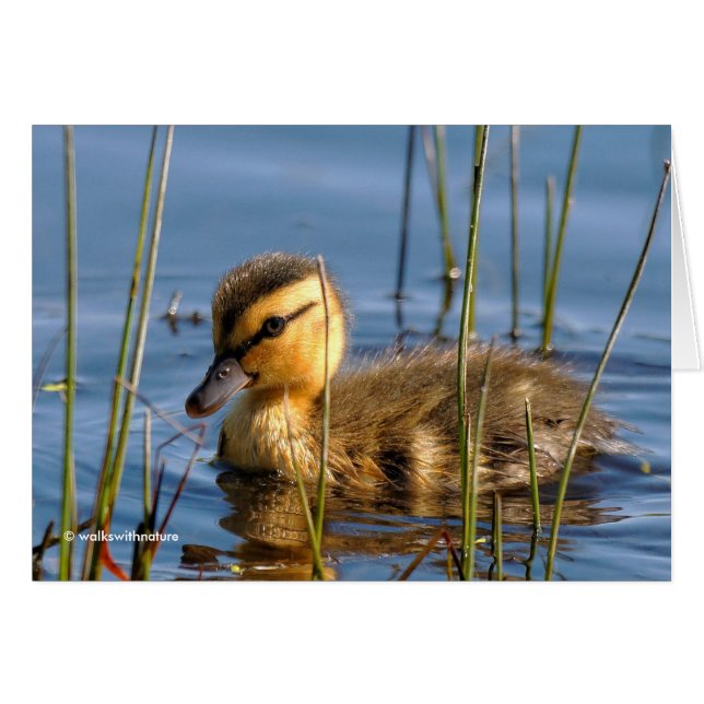Cartão Duckling in the Reeds (Frente Horizontal)